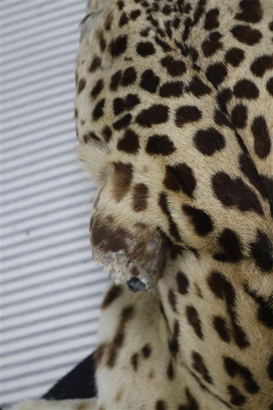 A taxidermic leopard skin rug, with label Vaningen & Vaningen Mysore, L.260cm